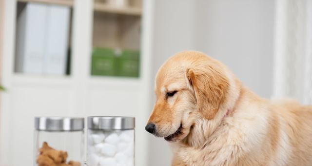 狗狗不爱喝水该怎么给喂药（让宠物健康起来的妙招）