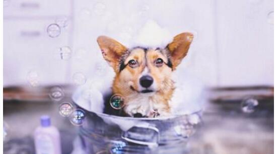 如何让宠物狗在洗澡时不叫（实用技巧让狗狗安静洗澡）