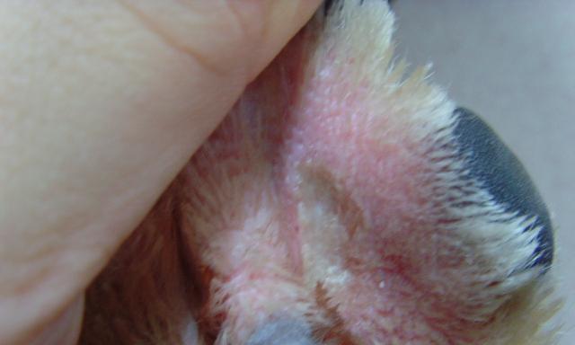 宠物湿疹对狗狗掉毛的影响（揭秘狗狗湿疹掉毛原因及治疗方法）
