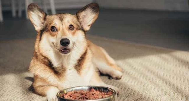 揭秘狗狗为何吃多少也不胖的奥秘（探究狗狗的饮食习惯和营养需求）