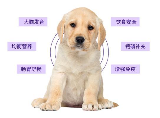 狗狗吃发育宝的副作用（宠物健康的重要性及发育宝的成分与副作用）
