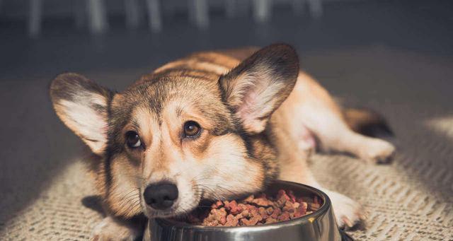 狗狗吃狗粮喝水，最健康的饮食方式（以宠物为主）