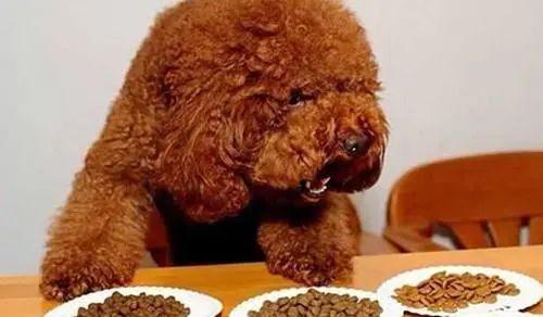 狗狗吃狗粮喝水，最健康的饮食方式（以宠物为主）