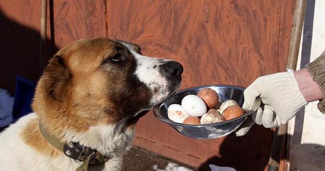 狗狗吃鸡蛋黄，你需要知道的重要事项（如何正确喂养宠物犬的营养需求）