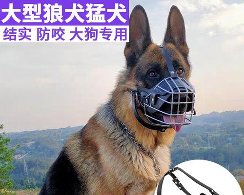 小狗误食带刺植物的处理方法（为爱宠安全护航）