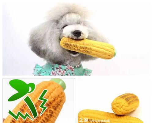 狗狗是否能够食用玉米（以宠物为主的喂养建议）