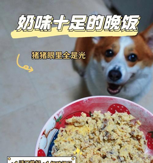 狗狗能吃米饭吗（米饭是不是会让狗狗发胖）