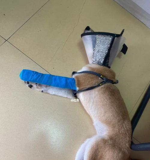 狗狗打石膏腿烂掉了，如何避免宠物受伤（宠物的健康问题需要我们关注）