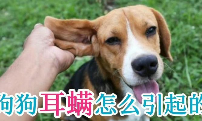 狗狗得了耳螨，如何挽救它的生命（如何识别和治疗耳螨）