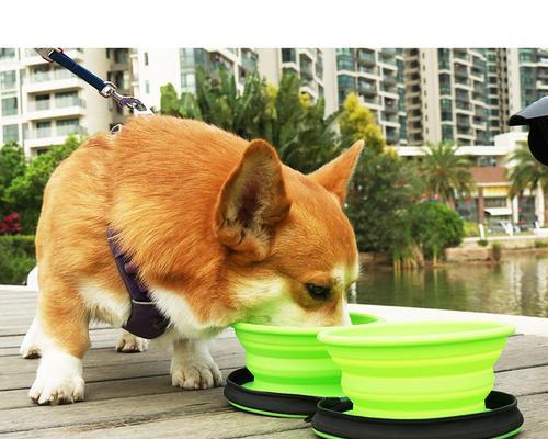 狗狗的碗颜色对宠物健康有影响吗（从色彩心理学角度分析狗狗的碗颜色选择）