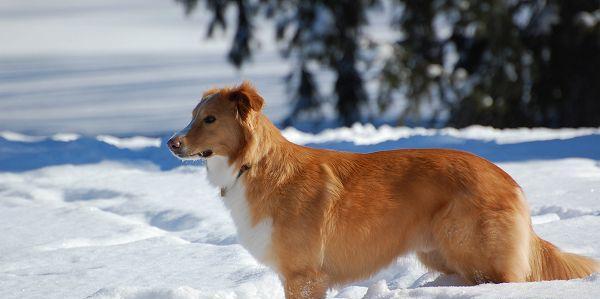 狗狗低温低蛋白血症的症状、原因和治疗（了解如何预防和治疗你宠物的健康问题）