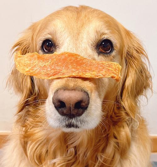 狗狗不吃饭的时间对健康的影响（探讨狗狗多久不吃饭不会有问题）