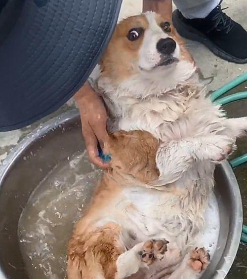 宠物狗多大不能洗澡（狗狗的洗澡频率）