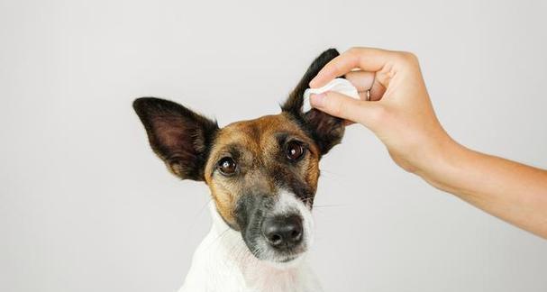 狗狗耳朵为什么很油（探究狗狗耳朵油脂分泌原因及清洁方法）