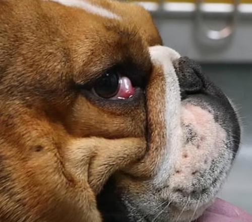狗狗干眼症——照顾你的宠物眼睛（狗狗干眼症的症状）