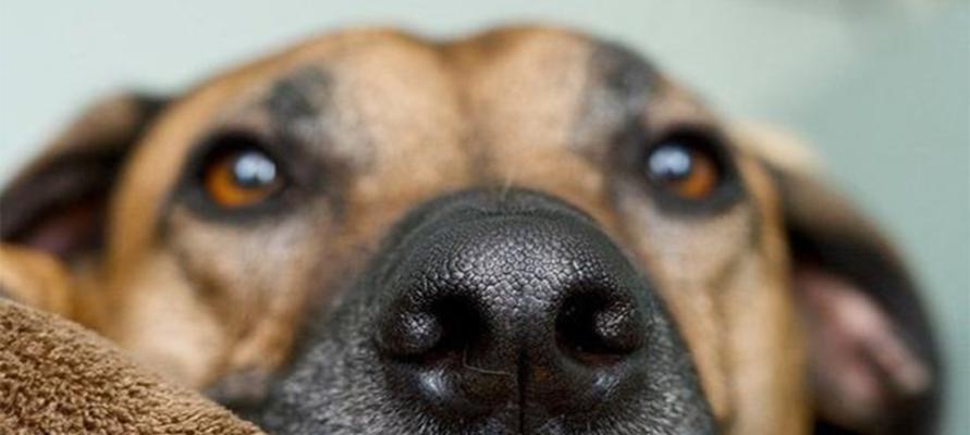 狗狗感冒的症状及治疗方法详解（以鼻子湿润为症状的感冒初探）