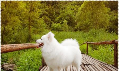 狗狗为什么喜欢互相闻嗅生殖器（从动物本能和社交行为角度分析闻嗅生殖器的重要性）