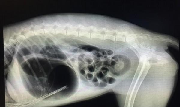 狗狗怀孕X光和B超全解析（宠物健康必备）