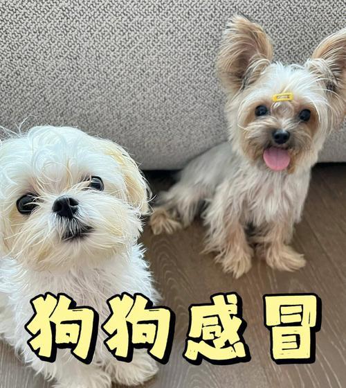 狗狗怀孕时流鼻涕怎么办（宠物主人必看）