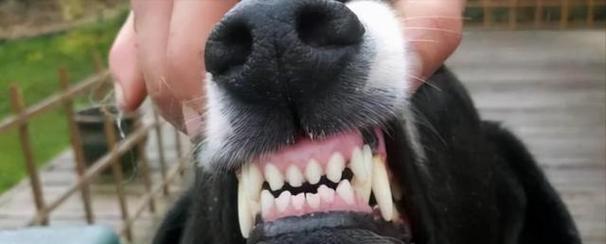 宠物狗狗换牙的时间表（了解狗狗的换牙过程）