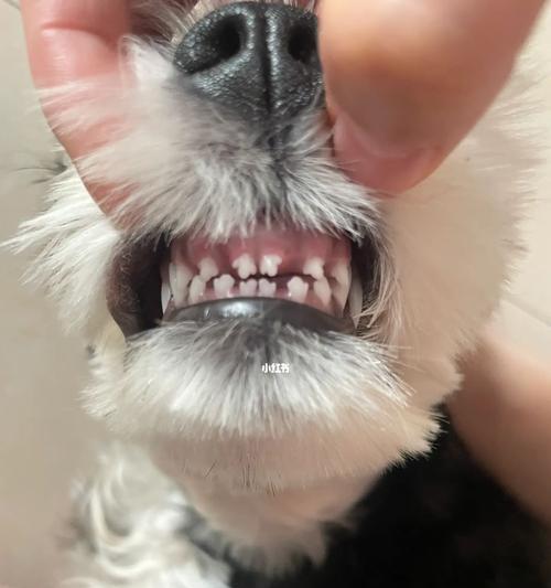 狗狗换牙，你知道全部换吗（宠物护理专家告诉你换牙的秘密）