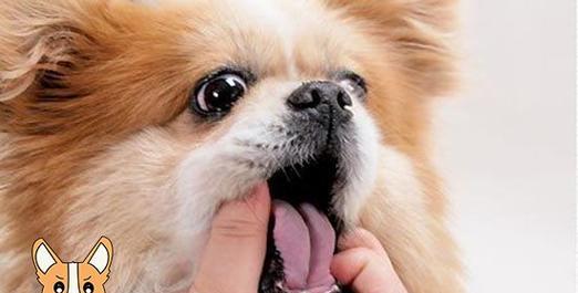 狗狗换牙，了解它的意义（狗狗换牙的原因、过程和注意事项）