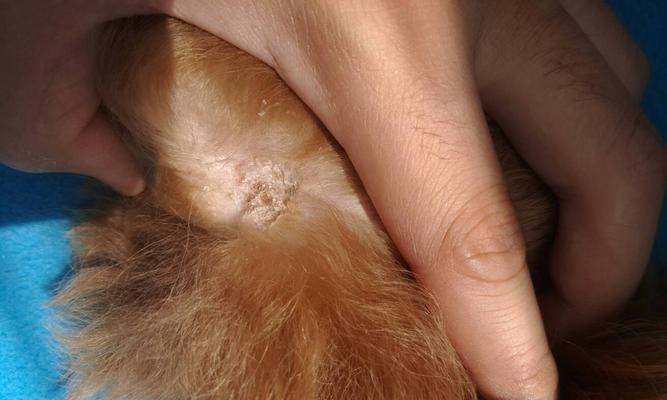 如何识别和治疗狗狗的皮肤病（如何识别和治疗狗狗的皮肤病）