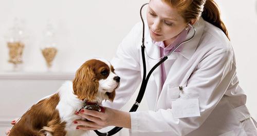 狗狗打针时间表，如何保护宠物健康（疫苗接种时机、种类和注意事项）