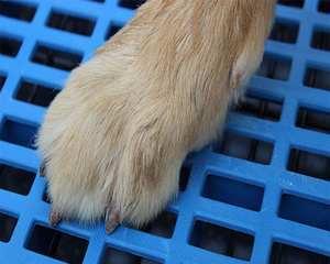 狗狗脚垫毛需不需要剪（定期修剪脚垫毛对于宠物健康的重要性）