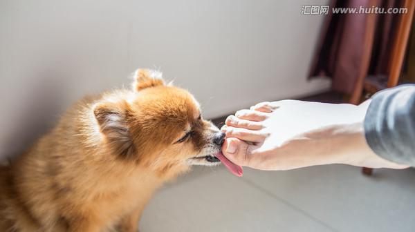 如何处理宠物狗狗脚掌角质（保护宠物脚掌健康）