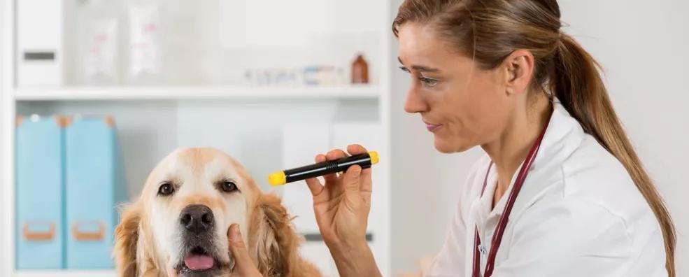 狗狗角膜炎是否会传染人（探究宠物和人类之间的角膜炎传染风险）