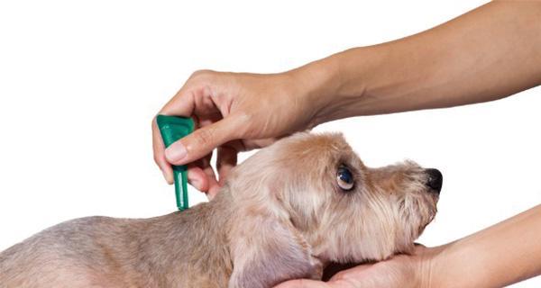 狗狗截耳并不影响打疫苗——一篇关于宠物健康的知识分享（狗狗截耳后能否打疫苗）
