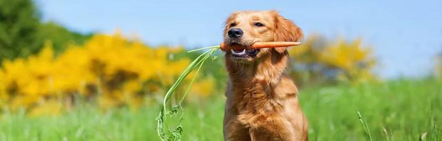 狗狗的健康饮食（宠物犬营养均衡需要蔬菜）