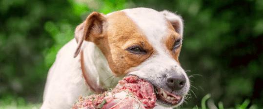 如何满足宠物狗的肉食欲望（以狗狗就想吃肉怎么办为主题）