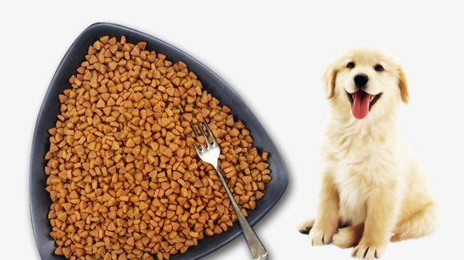 宠物狗可以吃哪些蔬菜（营养丰富的15种狗狗适宜的蔬菜推荐）