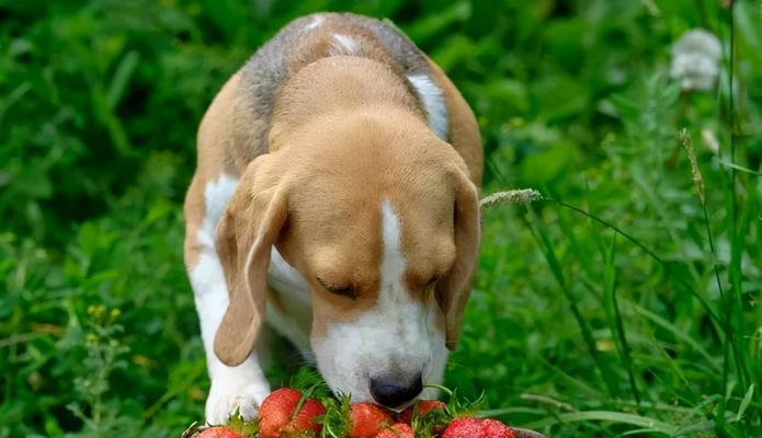 狗狗吃苹果，有益健康（营养多、口感好）