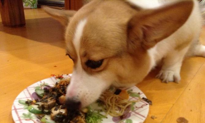 狗狗可以吃杏仁片吗（了解宠物健康的关键是什么）