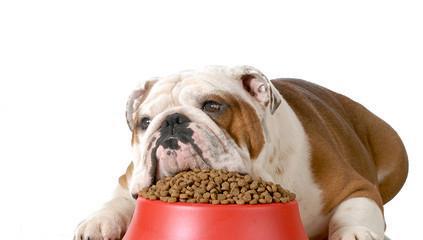 狗狗可以天天喝粥吗？——论狗狗的饮食健康
