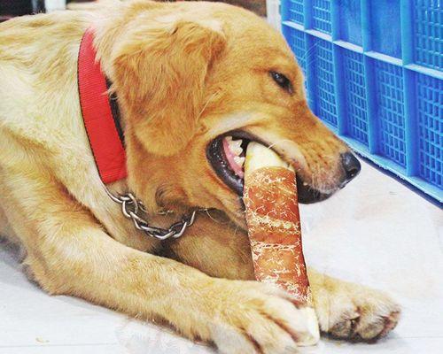 狗狗是否能够咬大骨头（探究宠物狗狗咬大骨头的可行性以及注意事项）
