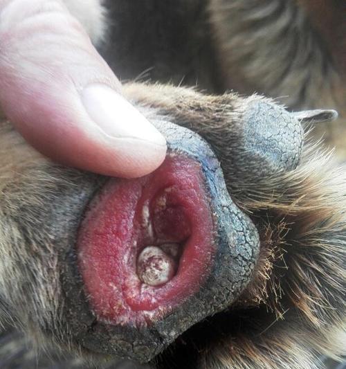 宠物狗狗老了，如何应对身上的肉瘤（如何预防和治疗狗狗身上的肉瘤）