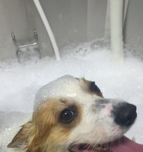为什么狗狗老是洗澡（探究狗狗洗澡的原因和应对方法）