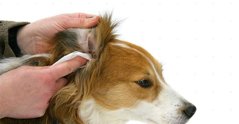 狗狗耳朵毛掉落（探究耳朵毛掉落的原因及解决方法）