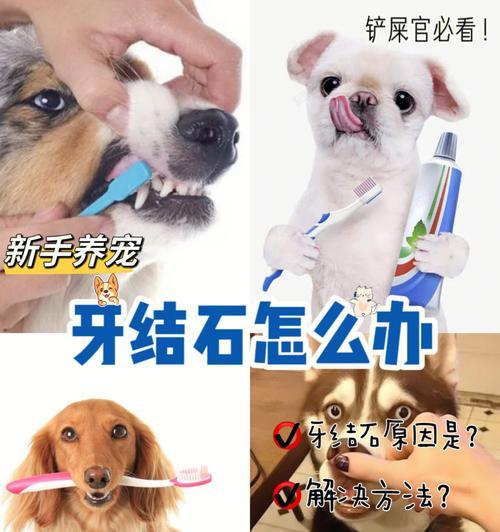 狗狗的换牙期（了解狗狗的牙齿生长和换牙周期）