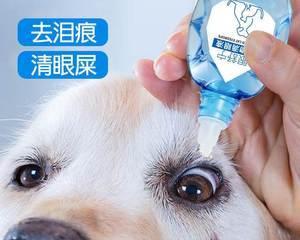 宠物狗能否使用人用眼药膏（了解狗狗眼部问题及治疗方式）