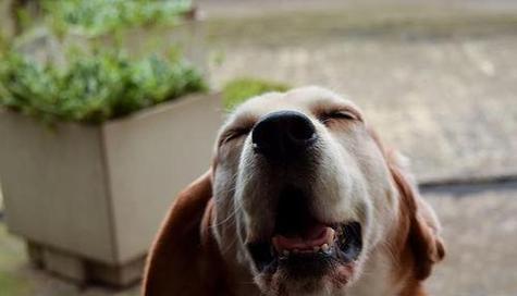 狗狗脓样鼻涕的原因与治疗方法（如何帮助宠物摆脱鼻涕困扰）