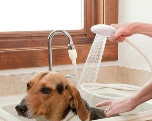 狗狗泡澡的好处（为你的宠物带来健康和幸福）