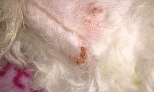 如何分辨狗狗的皮肤病（宠物狗的常见皮肤问题及治疗方法）