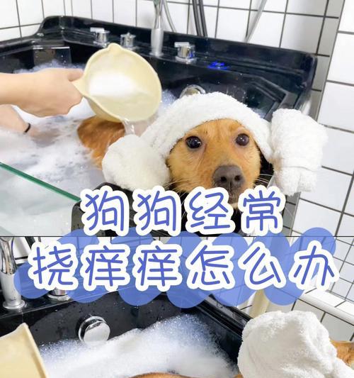 治疗狗狗皮炎的泡澡方法（以宠物为主）