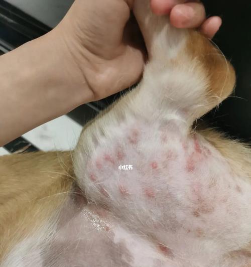 狗狗丘疹严重引起的危害与预防措施（了解丘疹的症状）