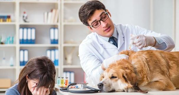 宠物犬瘟尿黄的预防和治疗方法（保护狗狗健康）